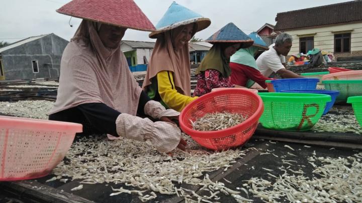 Sempat Merosot Usaha Pengolahan Ikan Teri di Pulau Pasaran Kini Kembali Merajut Asa